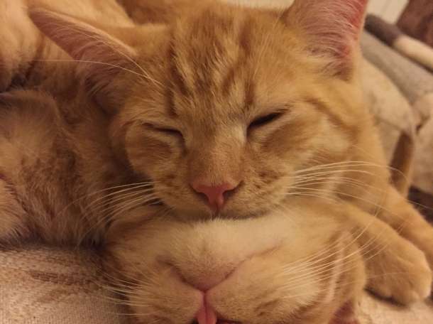 Ласковый рыжий котенок, фотография 1