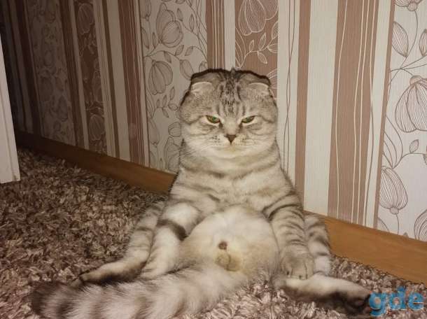 Шотландские вислоухие котята, фотография 8