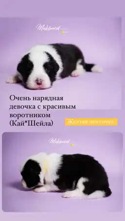 бордер-колли щенки из питомника, фотография 9