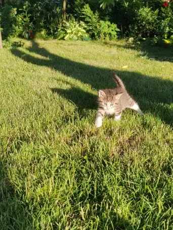Котята даром, фотография 10