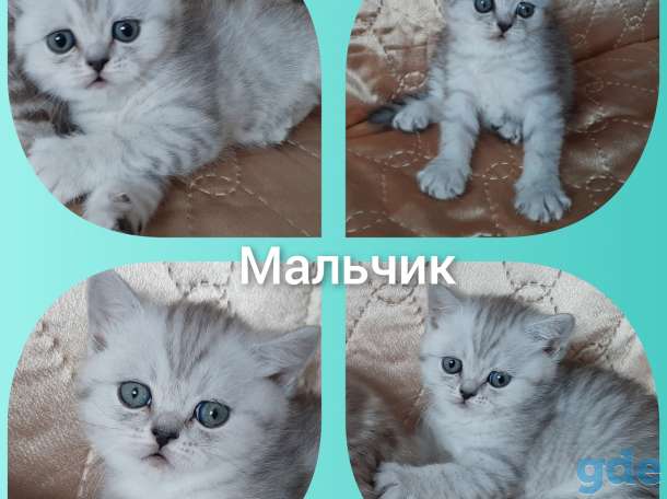 Шотландские котята, фотография 6