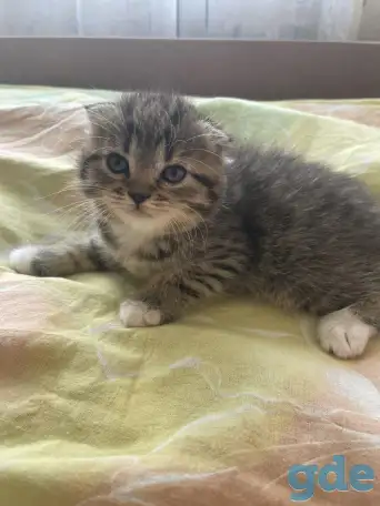 Шотландские вислоухие котята, фотография 3