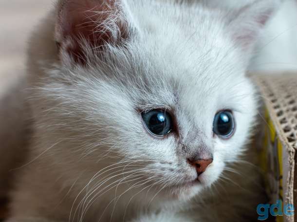 Шотландский котенок мальчик, фотография 5