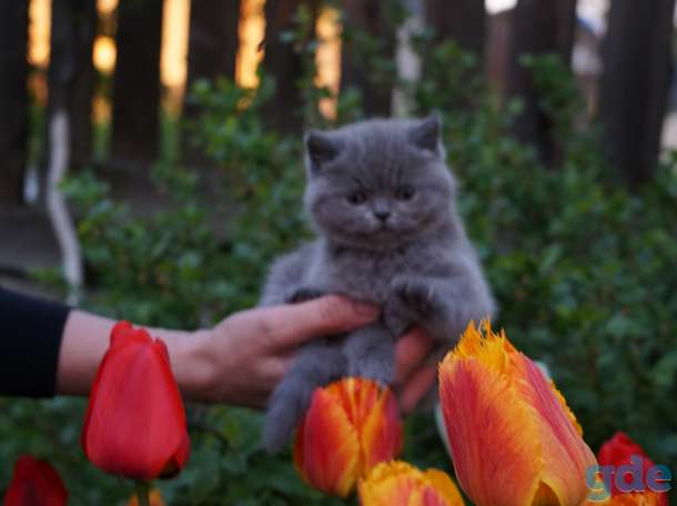 Британская кошечка, фотография 1