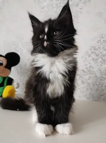 Продаются Котятa Мейн Куны  Серцифицированный питомник, фотография 1