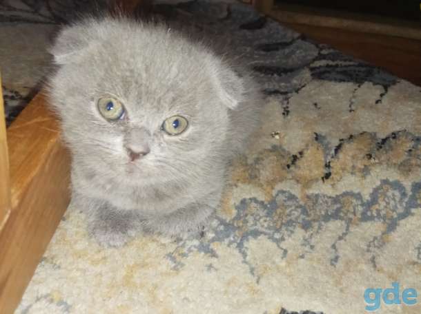 Котята, фотография 3