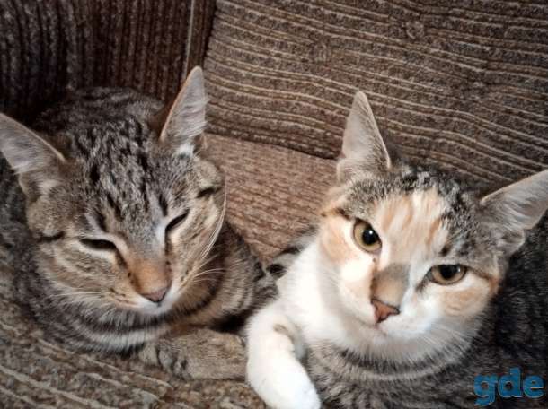 Котята в добрые руки, фотография 3