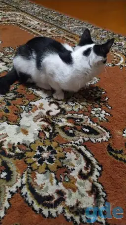 Раздам котят бесплатно, фотография 2