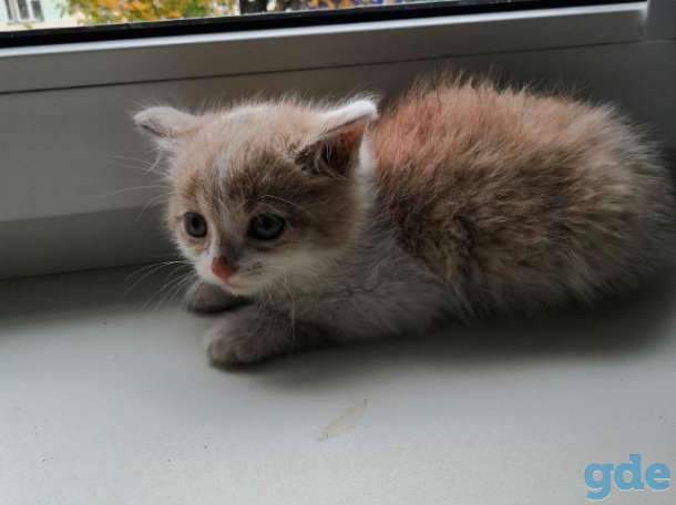 Котенок в дар, фотография 2