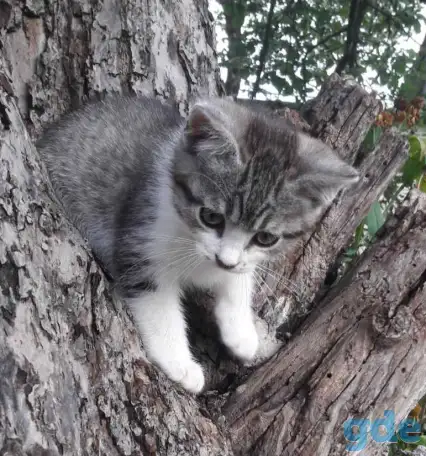 СРОЧНО! КРАСИВЫЕ КОТЯТА В ДАР!, фотография 3