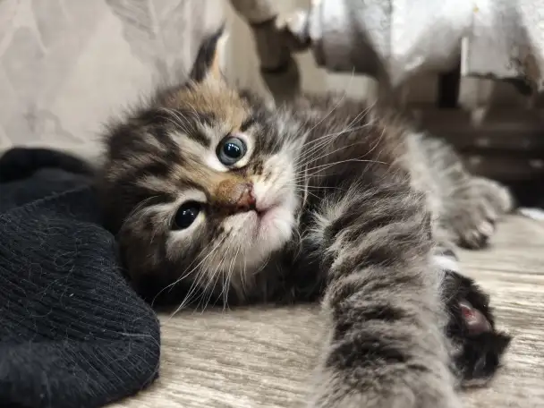 Котята Мейн-кун девочки, фотография 6