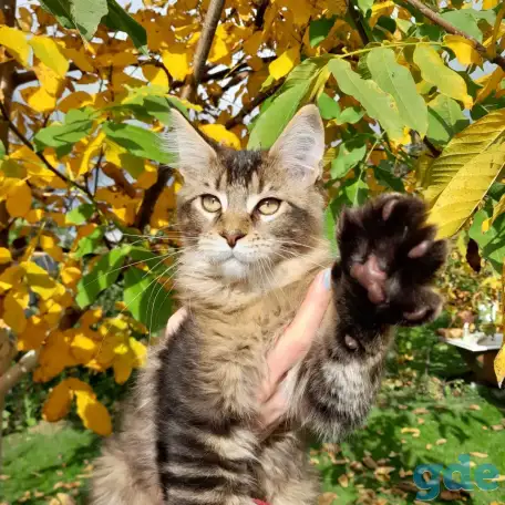Питомник  Мейн кунов, фотография 3