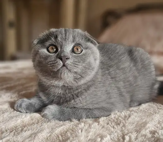 Шотландский котёнок, фотография 2