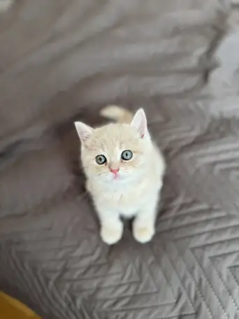 Шотландские котята, фотография 6