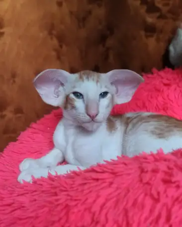 Ориентальные котята, фотография 2