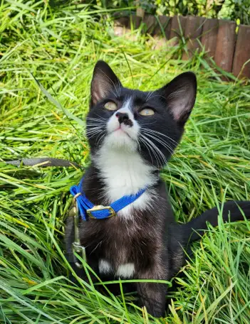 Котенок ищет дом, фотография 3
