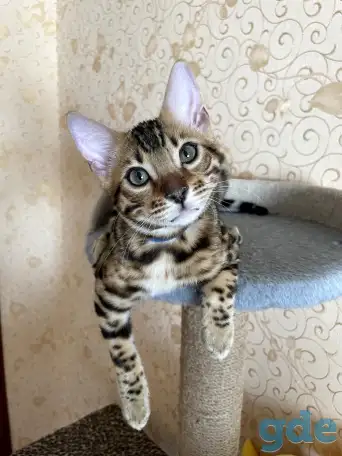 Бенгальские котята, фотография 7