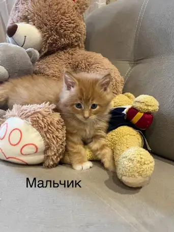 Котята, фотография 4