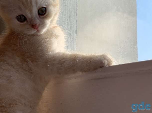 Продаются шотландские вислоухие котята, 2 месяца, фотография 1
