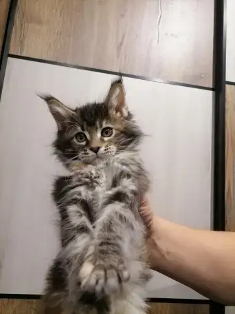 Продам котят породы мей-кун, фотография 1