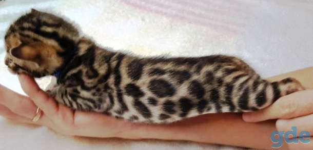 Питомник бенгальских кошек., фотография 6