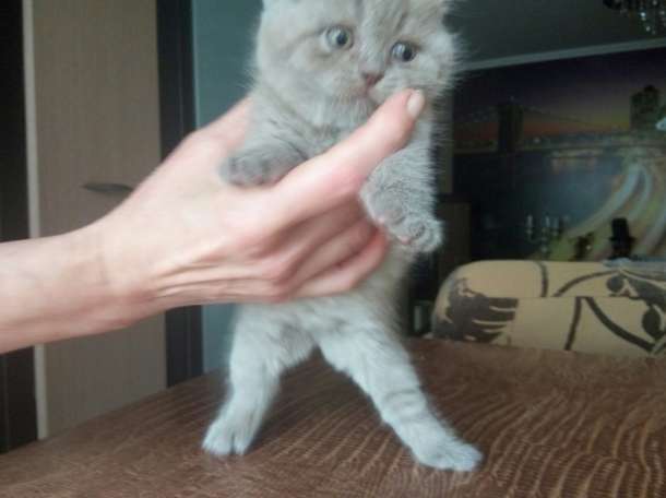 Продам британского котенка, фотография 4
