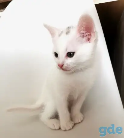 отдам котят, фотография 4