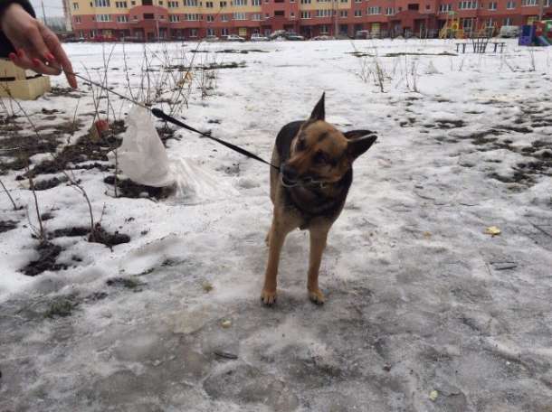 в дар, фотография 2