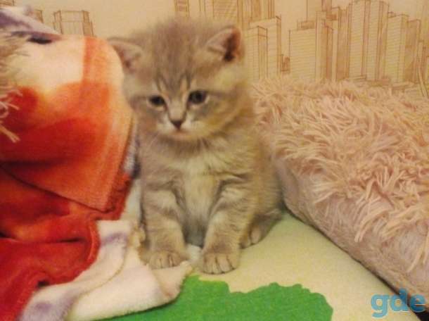 Продам шот. Котиков, фотография 9