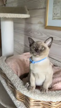 Котята Европейской бурмы, фотография 9