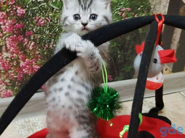 Шотландский котята, фотография 2