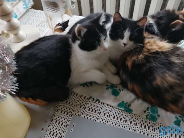 Котёнка в дар, фотография 3