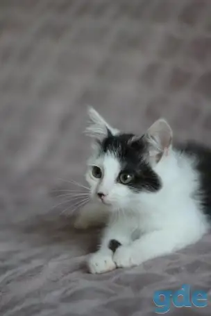 Кругленький котенок, фотография 2