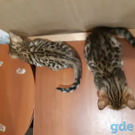 Бенгальские котята, фотография 4