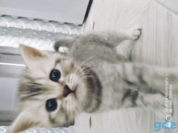 Шотландские котята, фотография 6