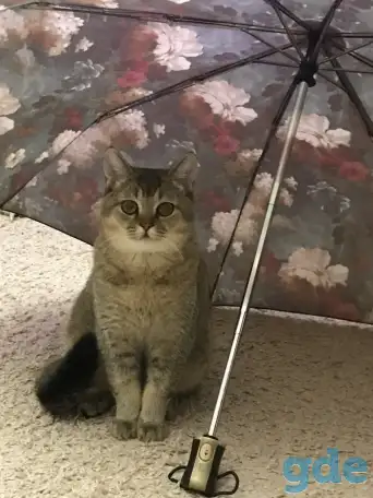 Продам кота, фотография 1