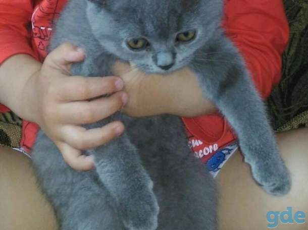 Британские котята, фотография 3