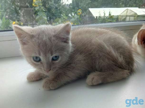 котята, фотография 4