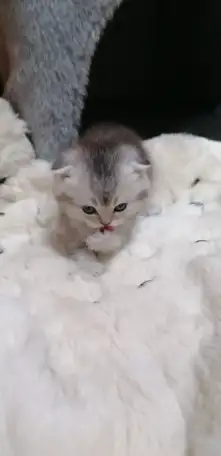 Котята шотландские вислоухие, фотография 5
