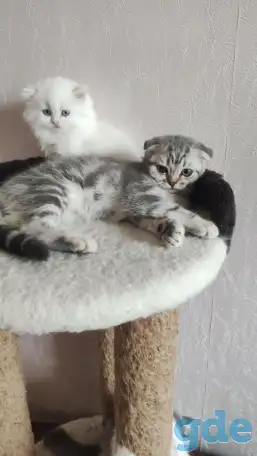 Шотландские котята с голубыми глазами, фотография 1
