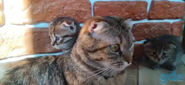 Котята в добрые руки, фотография 1