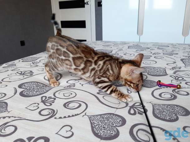 Бенгальский котёнок, фотография 5