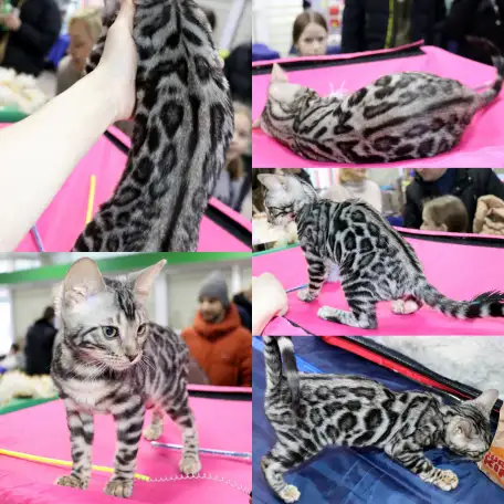 Бенгальские котята, фотография 4