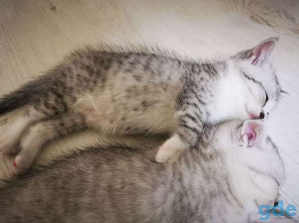 Шотландская кошечка, фотография 6