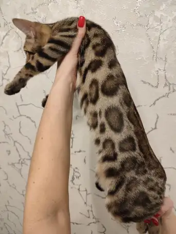 Бенгальский котенок мальчик, фотография 1