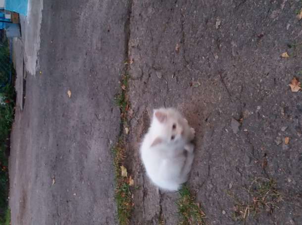котята, фотография 3