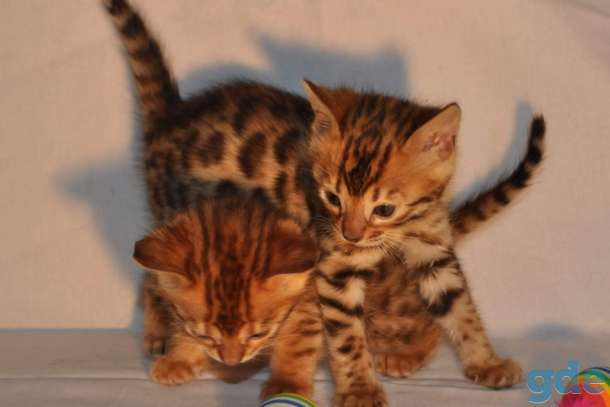Бенгальска кошка, фотография 1