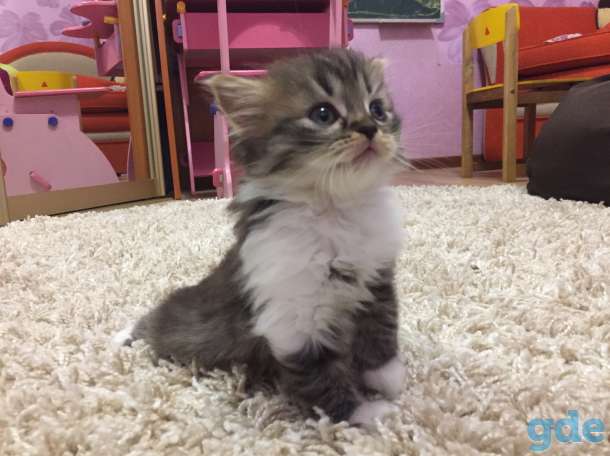 Котята в хорошие руки, фотография 1