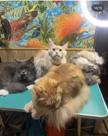 Грумер/груминг кошек, фотография 3