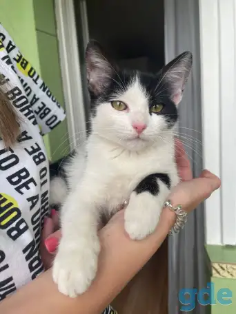 Сделайте свой дом теплее с милым котенком! ♥, фотография 3